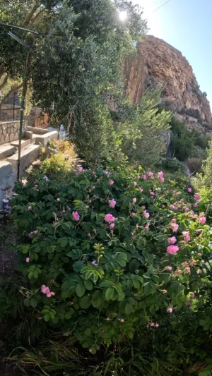 تنظيم رحلات الورد في الجبل الاخضر