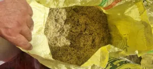 متوفر بذر حشيش عماني برايد نعيم انتاج هذة السنة