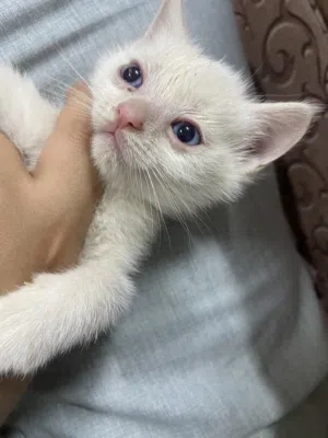 Kittens Turkish adoption ,كتنز للتبني  تركي