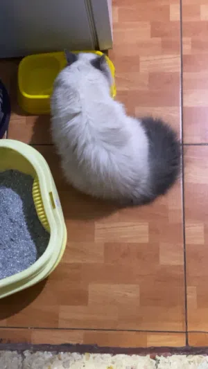 بسبوسه بتجنن للبيع نوع هيمالايا