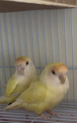 روز لاتينو عيون حمر