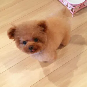 Pure Breed Microchipped Micro Mini Teacup Poodle Puppies Available For Sale and Ready For New Family