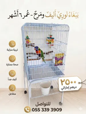 بغبغاء لوري