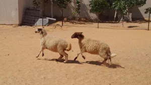 2فطايم وطنيات خوات تؤام ربي يبارك عمرهم ف7شهور سليمات من العيوب والامراض