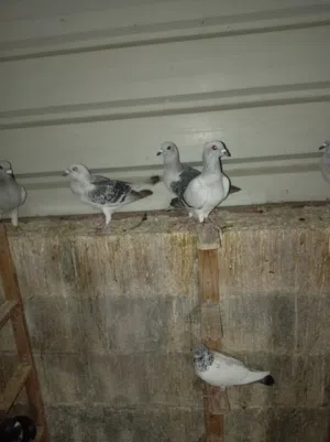 طيور حمام اشي نخب