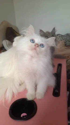 قطة شيرازي للبيع 30