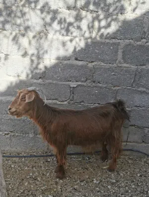 شاة عمانية عشرة