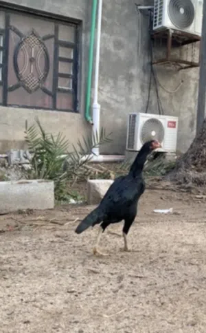 دجاجه هندية