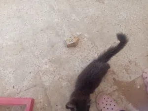شيراس للبيع