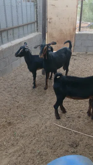 اغنام للبيع