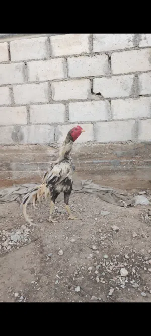 ديوك باكستاني