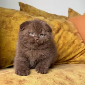 Scottish Fold Kitten