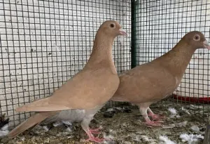 حمام زاجل منتج