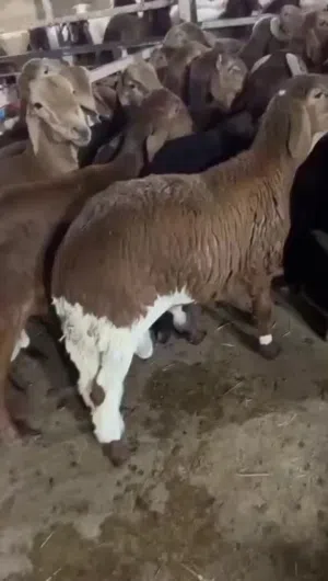 مواشي للبيع ذبايح ثلاجات شحم ولحم سواكن تيوس