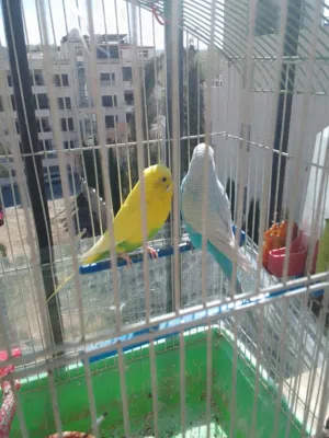 عصافير حب وعصافير جنه