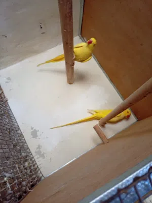 جوز درة لاتينو (اصفر) منتج