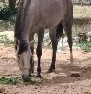 فلو للبيع ثلاثه ارباع بالشيك المصدق
