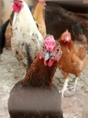 دجاج وديك للبيع بسعر مغري