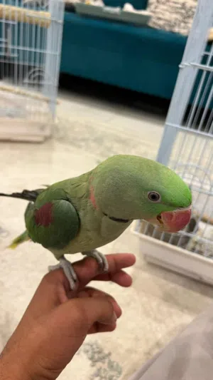 متوه نيبالي