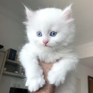 Abdullah 