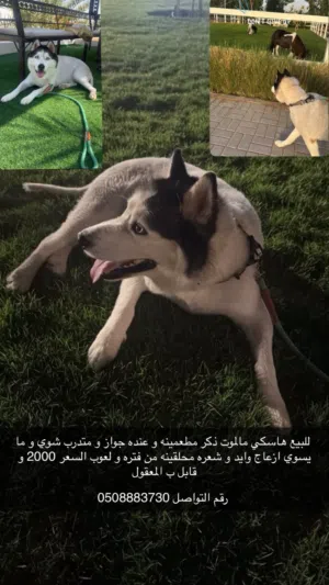 هاسكي مالموت متدرب و مطعم و من فتره محلقينه و ما يسوي ازعاج وايد