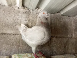 حمام كنج فطبل