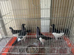 جوزين يهوديات بواقي