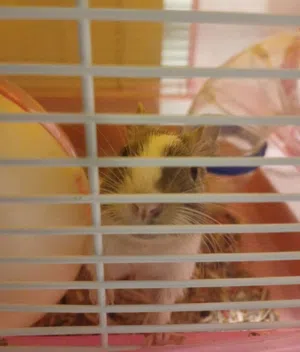 pet degu ( tame) حيوان الديغو الأليف