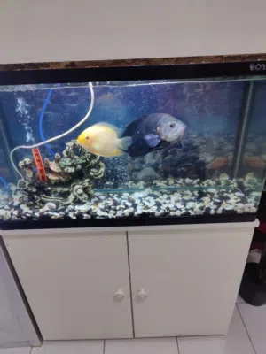 Oscar fish and servum with aquarium available