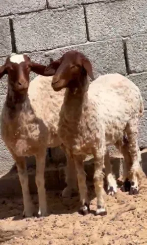 حوليات للبيع