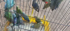 عصفور روز 28