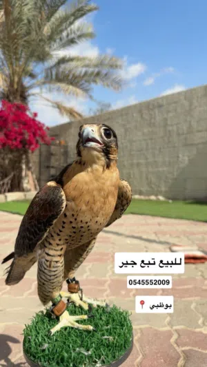طير تبع جير