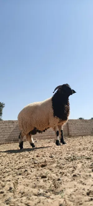 خروف وطني ربي يبارك