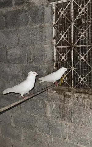 حمام للبيع او للبدل