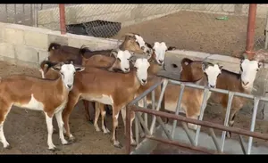 Goats3