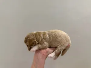 MALTIPOO Puppy