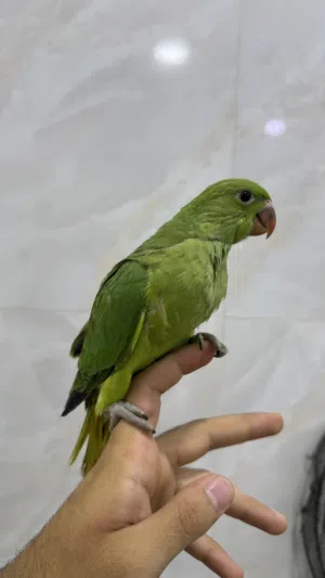 indian parrot for sale offerفرخ متو هندي