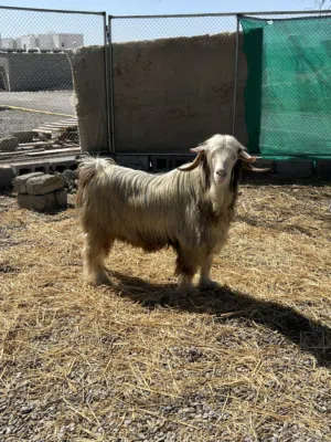 للبيع فحل رحبي