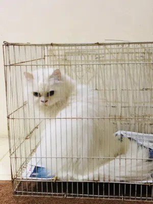 Doll face cat