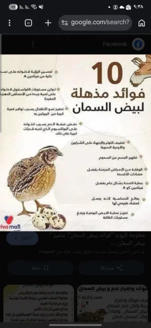 بيض سمان مخصب سوبر جامبو بسعر مغري للتفقيس نسبه تفقيس مضمومة ويوجد سمان للبيع