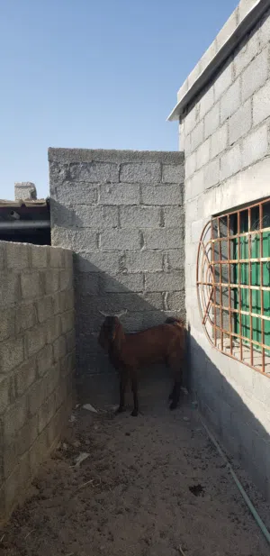 تيس مخصاي باكستاني العمر 2.5 سنه