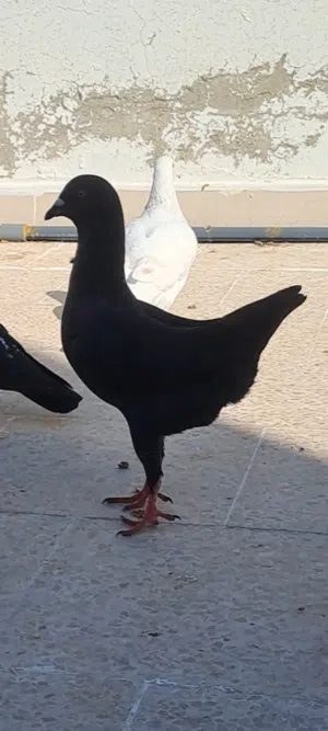 بناديق ماديز فراخ