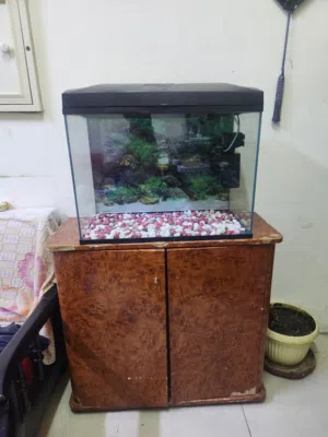 Aquarium fish tank
