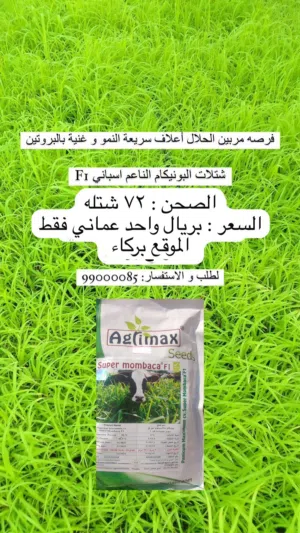 شتلات البونيكام الناعم الاسباني F1