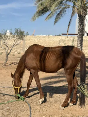 حصان للبيع انقليزي ربي يبارك بوه بغداد وأمه معتزه دمه 87 عمره 3سنين ونص طايب سرج وسيله كتيبه رايح
