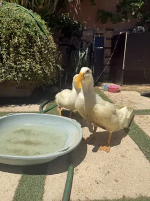 بط عدد 2 للبيع