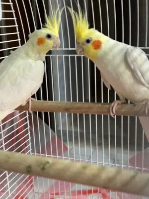 للبيع طيور كروان كوكتيل