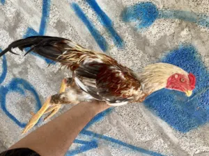 للبيع ديك باكستاني
