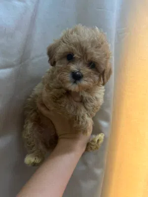 Teacup Maltipoo puppies