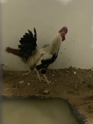 ديك باكستاني